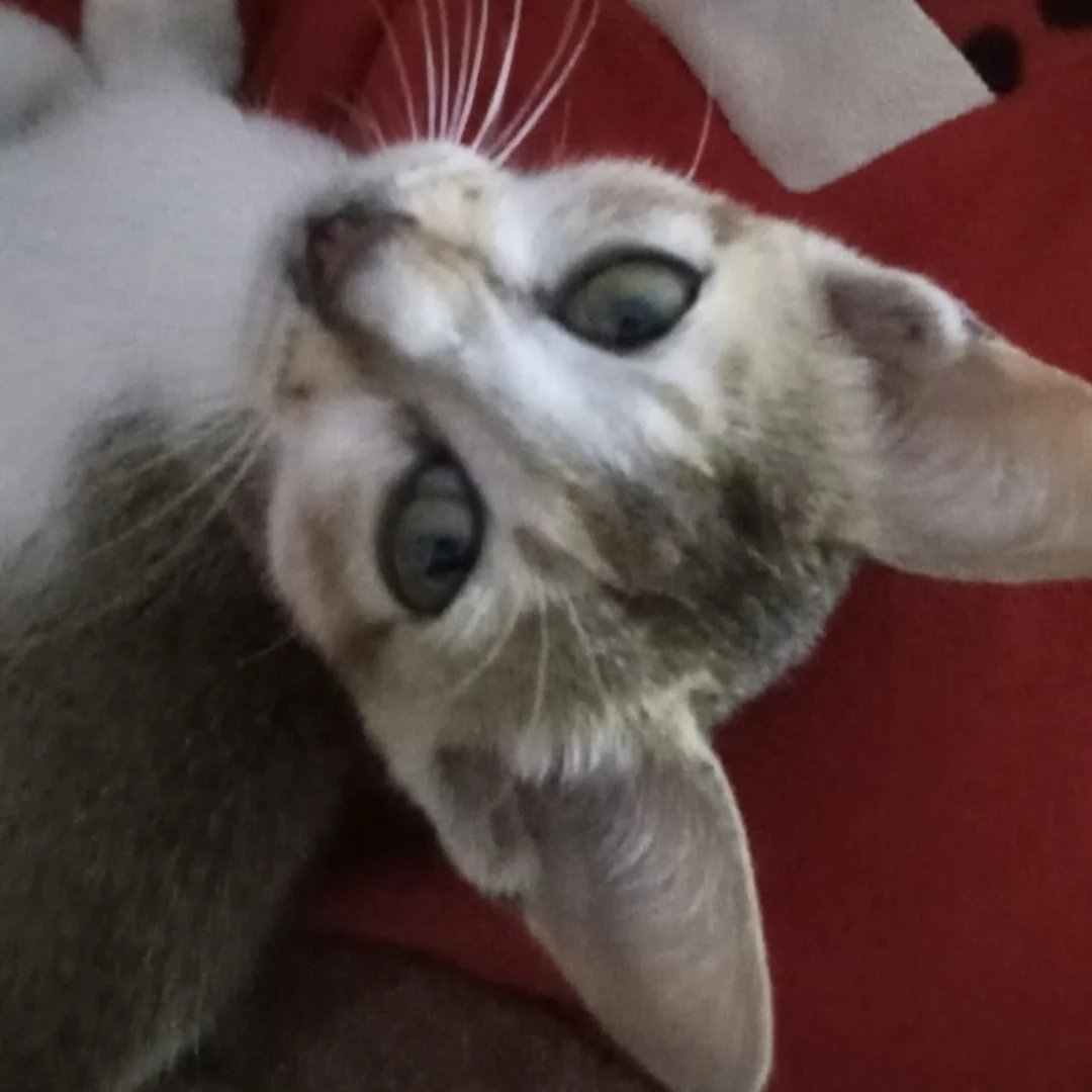 Team member Manish gole tamang